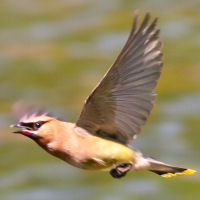 Cedar Waxwing in Flight