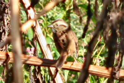 Chipping Sparrow at the Tech Park
