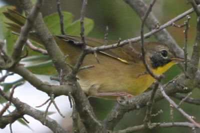 Common Yellowthroat