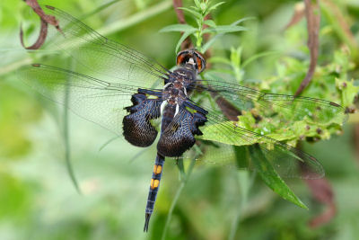 Black Saddlebags