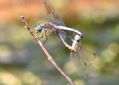 Blue Dasher lovin'