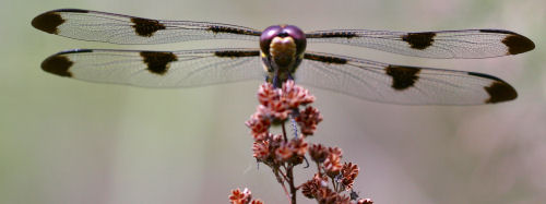 Yeah, this shot probably isn't the best for identification.