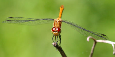 Sympetrum species