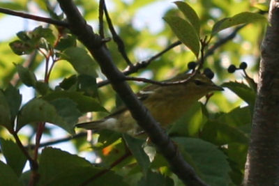 Fall Warbler 1