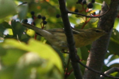 Fall Warbler 2