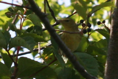 Fall Warbler 3