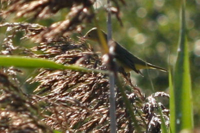 first fall Mourning Warbler