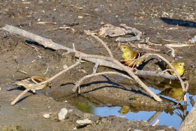 American Goldfinches at puddle