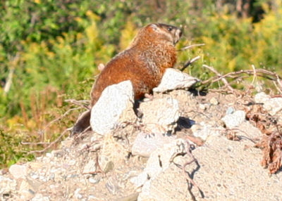 Groundhog at the Tech Park