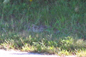 lousy Lark Sparrow pic