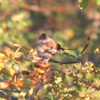 Lincoln's Sparrow