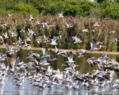 birds flushing