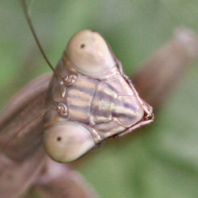 It was praying for dinner, I was praying for warblers.