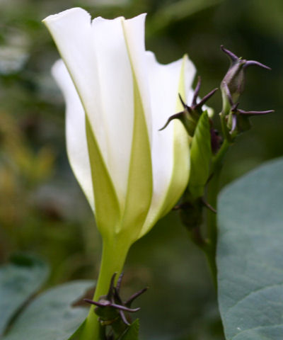 Moonflower Opening