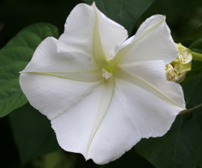 http://10000birds.com/wp-content/uploads/2007/09/moonflower.jpg