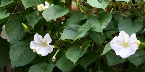 Moonflowers