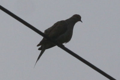 Not a Eurasian Collared-Dove