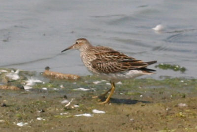 Pectoral Sandpiper