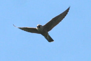 Peregrine Falcon