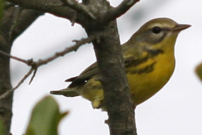 Prairie Warbler