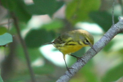 Prairie Warbler again