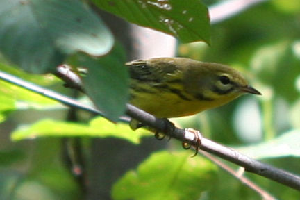 Prarie Warbler