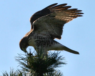  Tailed Hawk Nest on Birds Of Nova Scotia   Sharp Shinned Hawk