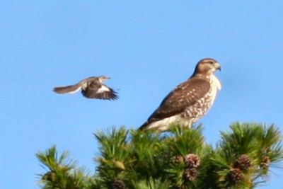 Juvenile Red-tailed Hawk - 10,000 Birds