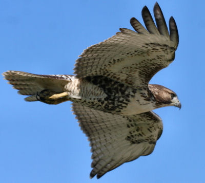  Tailed Hawk Flying on Just On My Way To Lunch