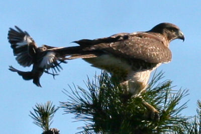 Juvenile Red-tailed Hawk - 10,000 Birds