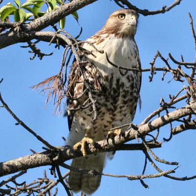 juvenile Red-tailed Hawk