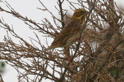 Savannah Sparrow