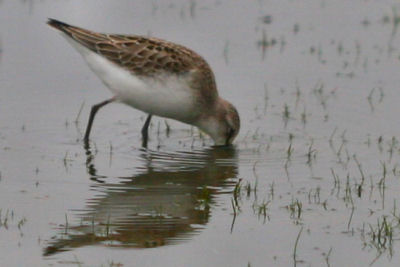 Semipalmated Sandpiper