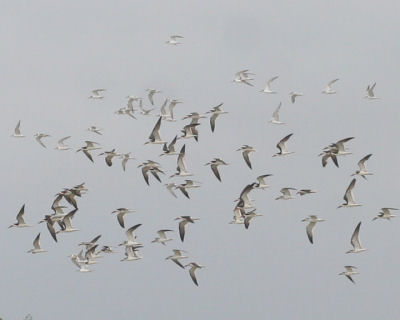 Black Skimmers and Forster's Terns