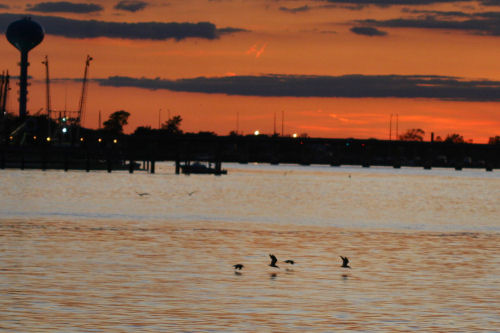 Black Skimmers after sunset