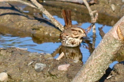 bathing Song Sparrow