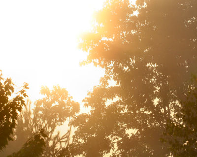 sun through fog with trees