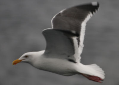 The Atlantic's first Western Gull?