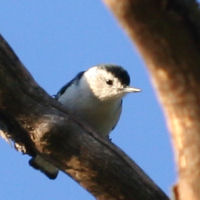 White-breasted Nuthatch