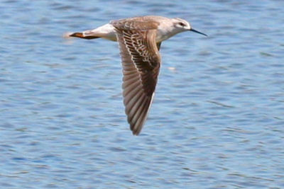 Wilson's Phalarope