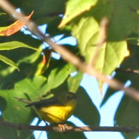 Wilson's Warbler