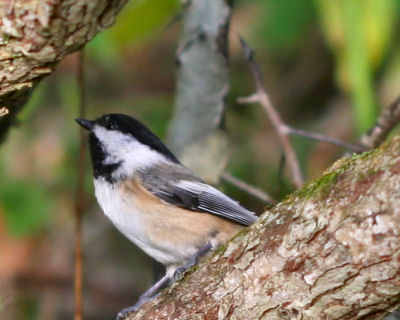 Black-capped Chickadee