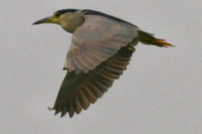 Black-crowned Night Heron in flight