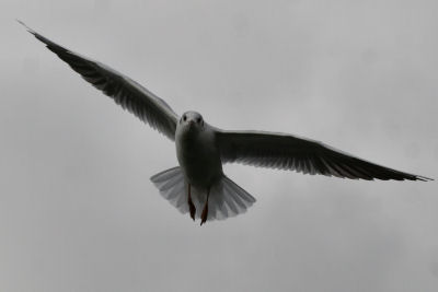 Black-headed Gull