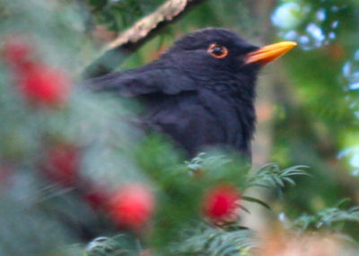 Eurasian Blackbird