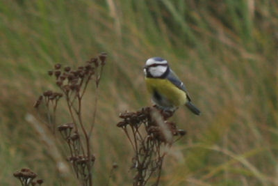 Blue Tit