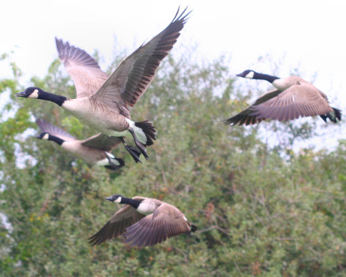 Canada Geese taking off