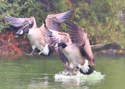 Canada Geese landing