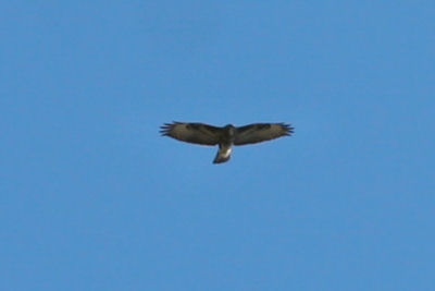 Common Buzzard