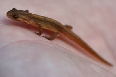 Common Newt